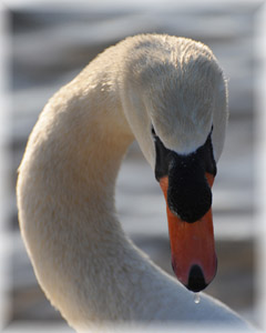 Swans